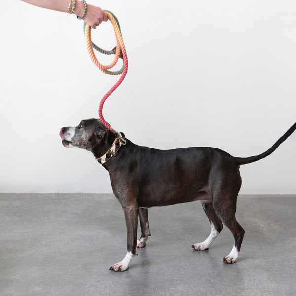 6’ Braided Dog Leash